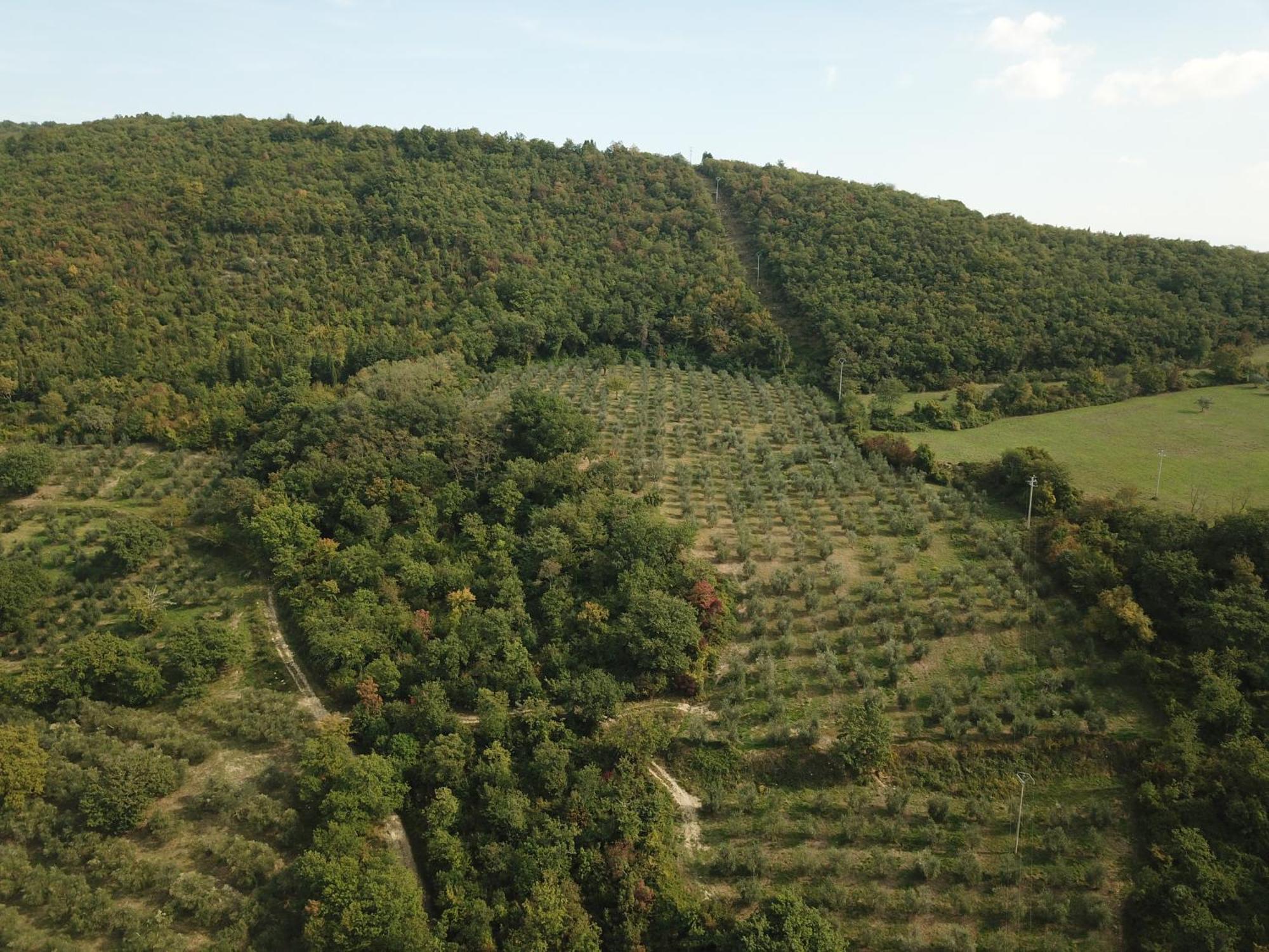 הוילה Fattoria Poggio Di פייזולה מראה חיצוני תמונה